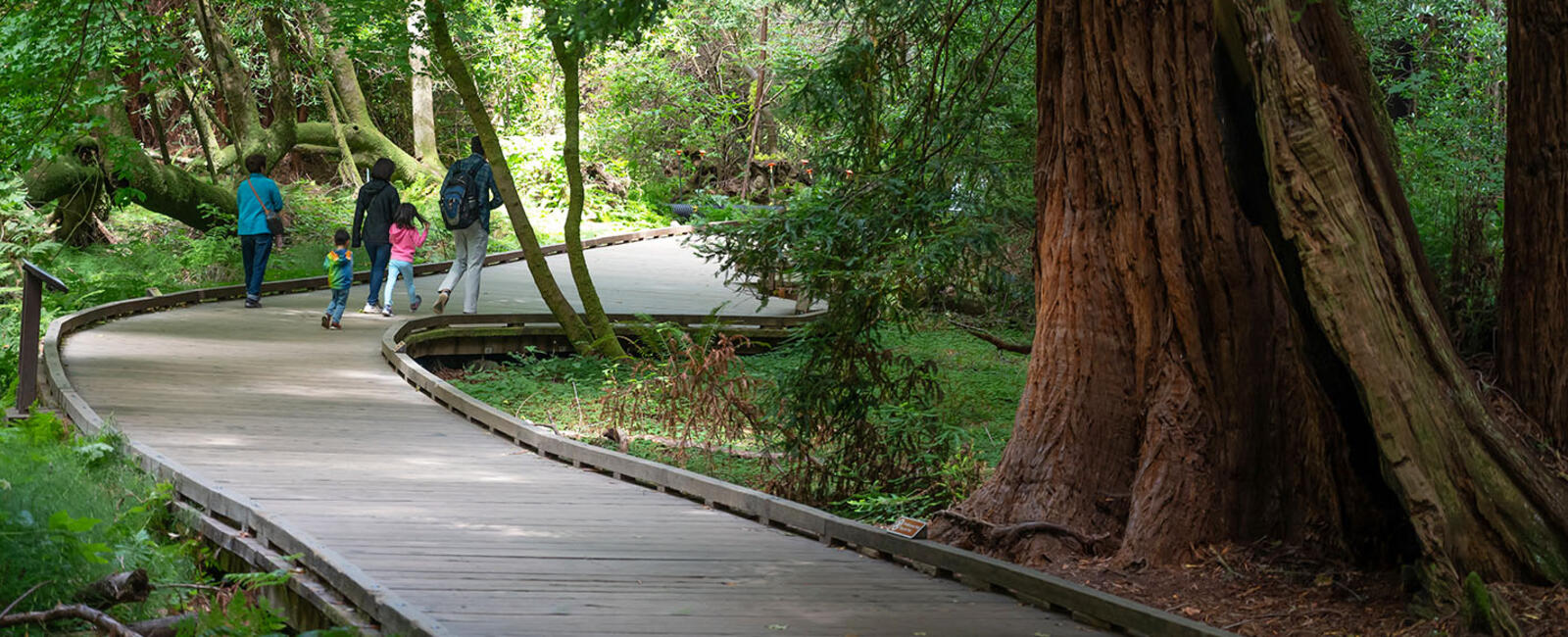 A family walks along a boardwalk path in Muir Woods National Monument