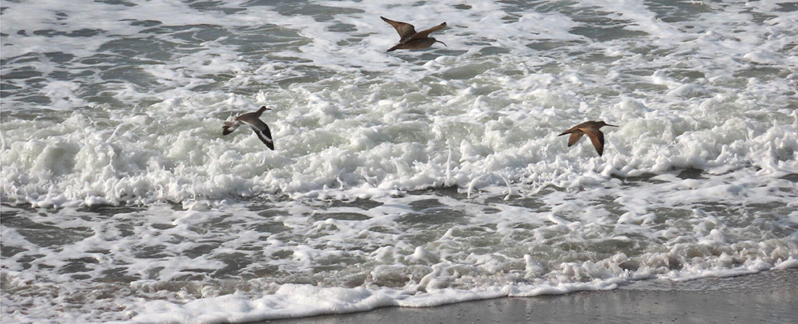 Shorebirds observed during perigean spring tide in January 2024