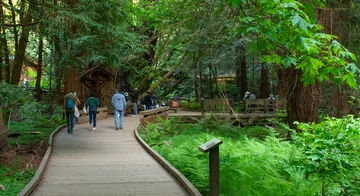 Visitors at Muir Woods.