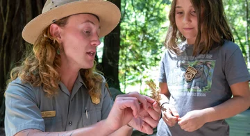 An NPS park ranger at Muir Woods, showing a redwood tree leaf to a young girl.