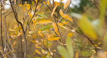 Fall colors of the Arroyo Willow.