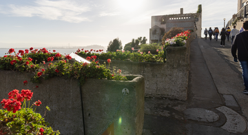 Perennial geraniums at Officers Row on Alcatraz Island.