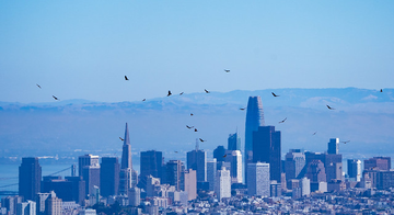 Kettle of Raptors Over San Francisco Skyline