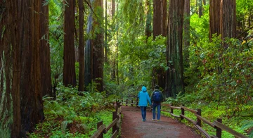 Two people walking among large redwood trees in Muir Woods.