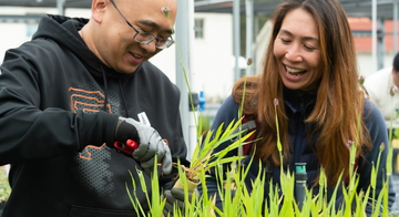 Volunteers prune plants at a native plant nursery