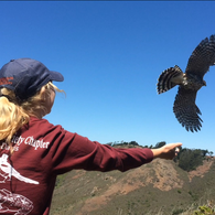 Volunteer Releasing Hawk