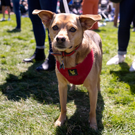 PRSF_20230729_BHS_133_2x1.jpg A leashed dog poses for a photo at Parks4All: Brewfest, a beer festival and fundraiser, on Saturday, July 29th, 2023 in the Presidio of San Francisco.
