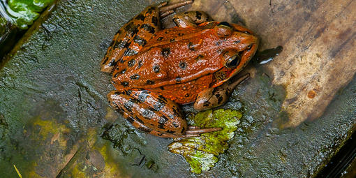 California red-legged frog