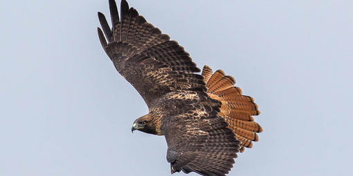 A red-tailed hawk.