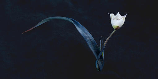 Oakland star tulip (Calochortus umbellatus), Marin Municipal Water District, Mt. Tamalpais, © Rob Badger and Nita Winter