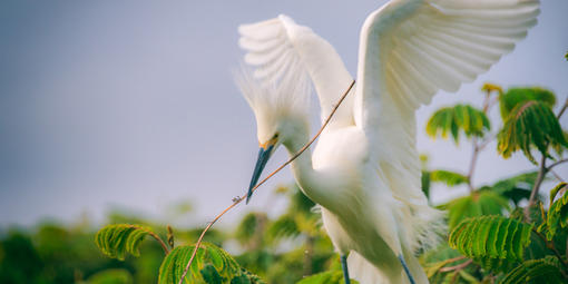 Snowy egret