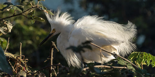 snowy egret