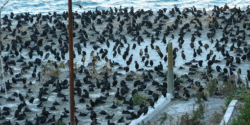 Cormorants nest in a large colony on Alcatraz