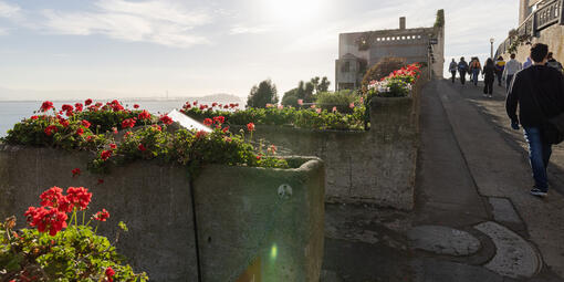 Perennial geraniums at Officers Row on Alcatraz Island.