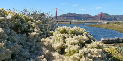 Coyote Brush