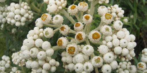 Anaphalis margaritacea (Pearly Everlasting)