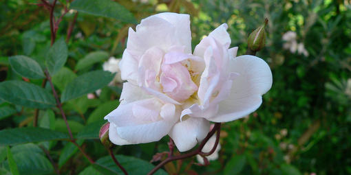 California Wild Rose blooms on the Battery East Trail steps.