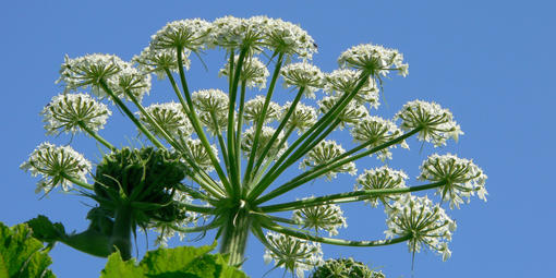 Heracleum lanatum (Cow Parsnip)