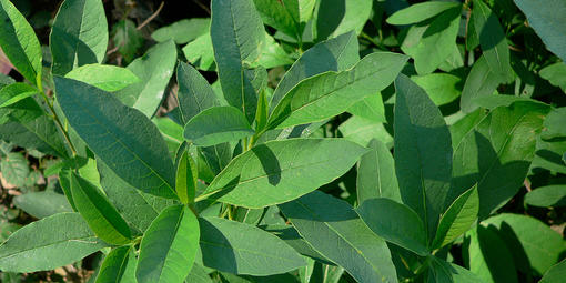 Osoberry (Oemleria cerasiformis, Rosaceae family) leaf detail, Presidio Native Plant Nursery.