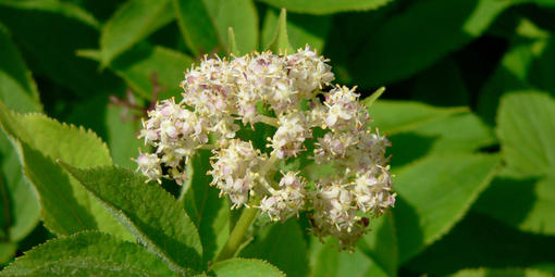 Sambucus racemosa (Red Elderberry)