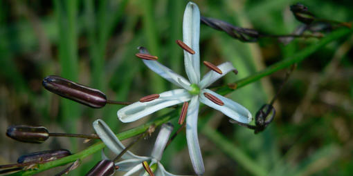 Chlorogalum pomeridianum (Soap Leaf, Soap Plant)