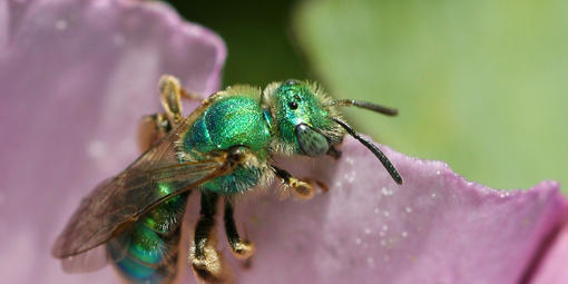 Green sweat bee (Agapostemon texanus) on flower