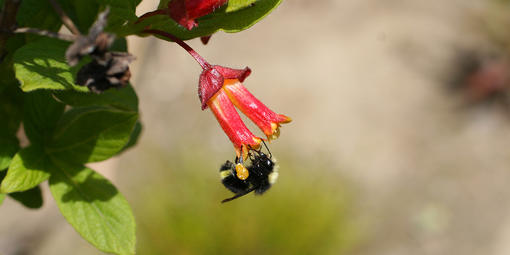 Bumble Bee (Bombus sp.) in the Golden Gate National Recreation Area