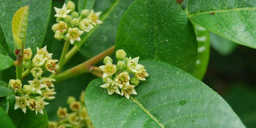 Rhamnus californica (California Coffeeberry)