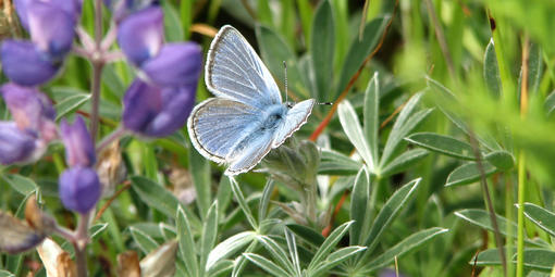 Mission blue butterfly on lupine plants