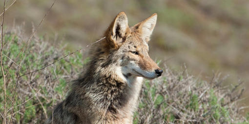Coyote in the Golden Gate National Parks