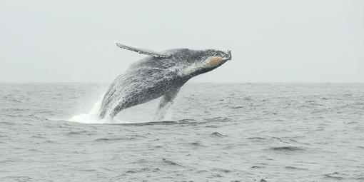 Humpback Whale