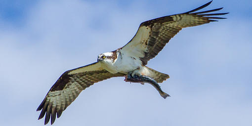 Osprey with fish