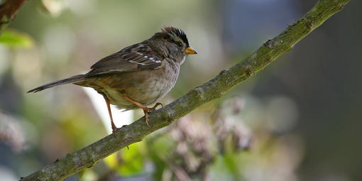 White Crowned Sparrow