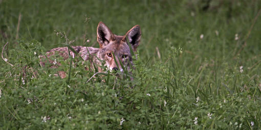 Coyote