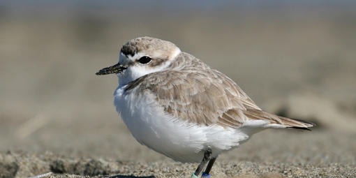 Snowy Plover