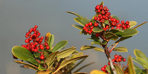 toyon, Christmas berry