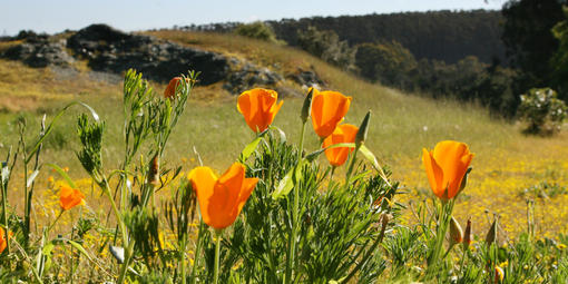 California poppies seen in the Golden Gate national parks.