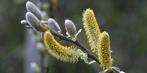 Early Spring Wildflowers: A Viewer's Guide