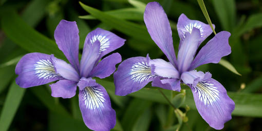 Iris douglasiana (Douglas Iris)