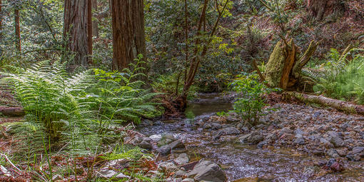 Redwood Creek in Muir Woods