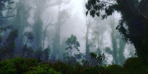 fog drifts through a coastal forest