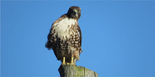 Bay Area bird identification quiz