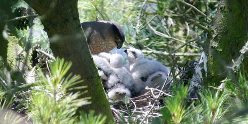 Cooper's Hawk nest