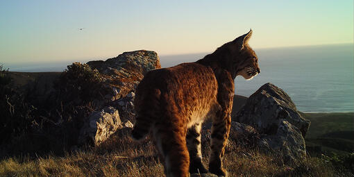 bobcat on mount tam