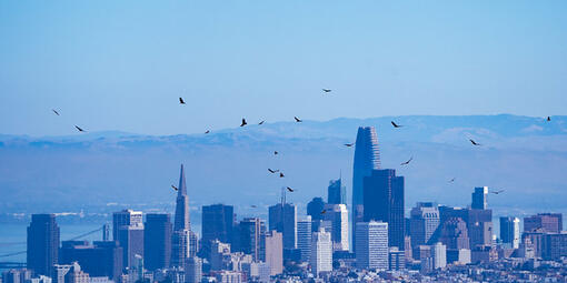 Kettle of Raptors Over San Francisco Skyline