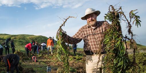 Volunteer removing invasive plants at Fort Funston