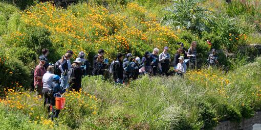 Volunteers gather and prepare to begin a volunteer project surrounded by California poppies at the Black Point Historic Gardens at Fort Mason