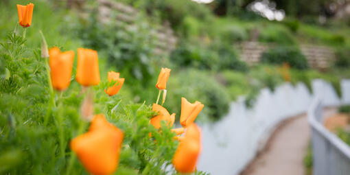 Poppies at Black Point Historic Gardens at Fort Mason in San Francisco.