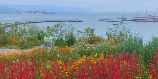 Flowers blooms at Black Point Historic Gardens overlooking Aquatic Park.