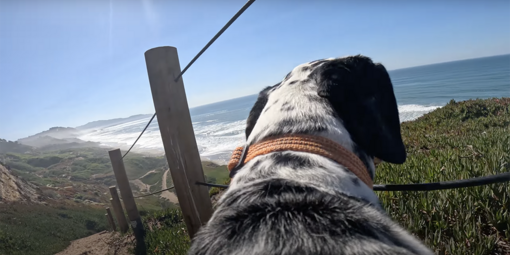 Photo from a dog's POV at Fort Funston. A Dalmatian looks down the steps to Fort Funston beach. 